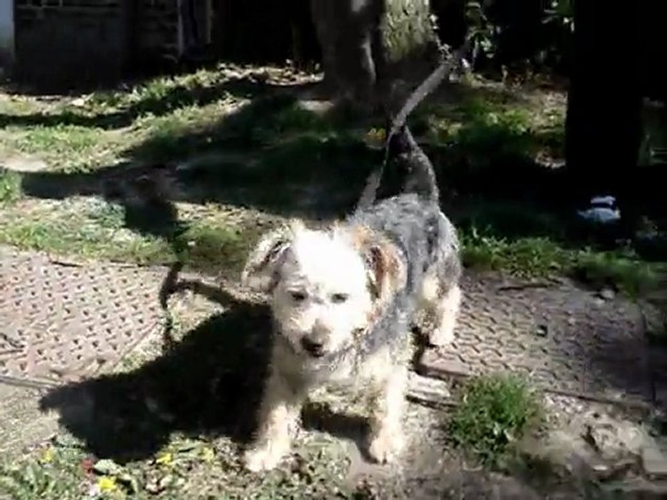 bozzo