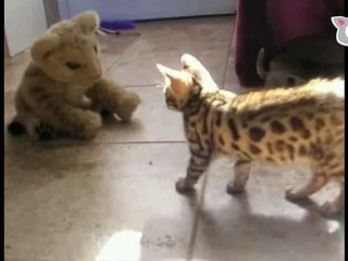Cute bengal kitten fights a tiger! The Daily Squeak