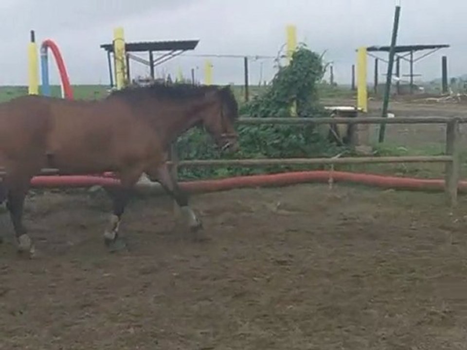 reprise du travail pour balou