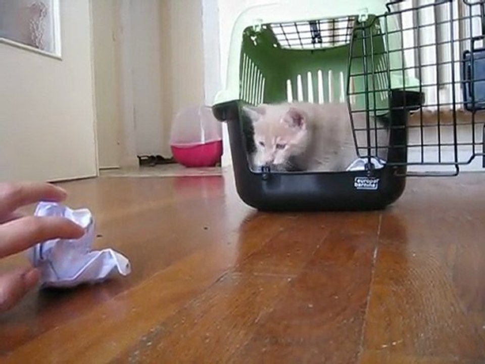 Chaton Yumi qui n'ose pas sortir de sa cage