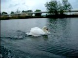 attaque de cygne