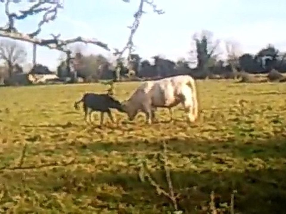 Donkey fight a bull