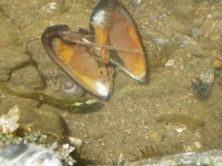 pêche à la moule 2010