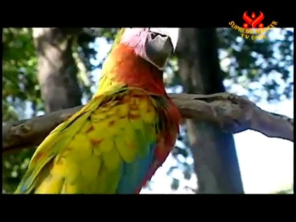 Telepathic Animal Communicator Madeleine Walker - P1/2