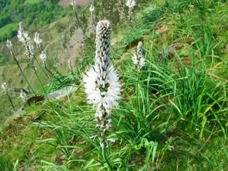 Zargambidea et flanc de l'Artzamendi. 29.04.10