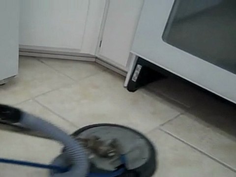 Grout Cleaning Tampa- Before & After