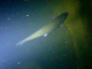 Yırtıcı Alabalık