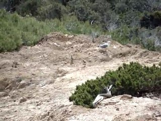 05 03 Goélands à Port-Cros (Var)