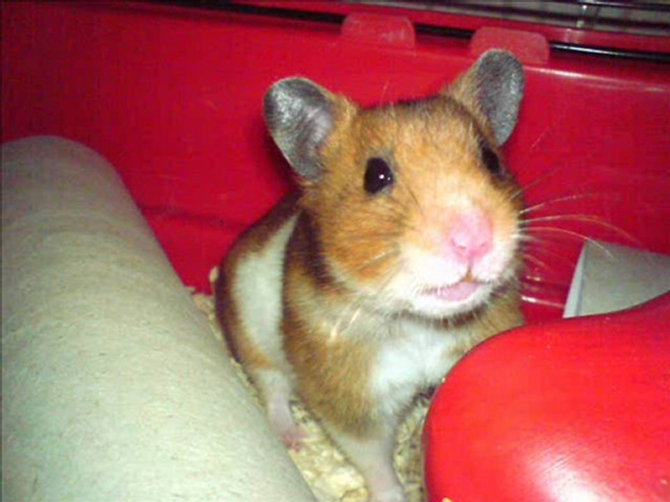 norpis