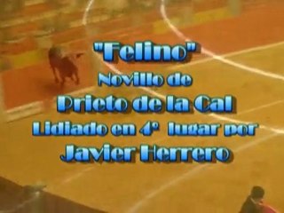 4º Felino, de Prieto de la Cal