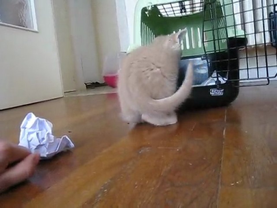 Chaton Yumi sort ENFIN de sa cage