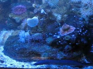 Nourrissage de bébés congres