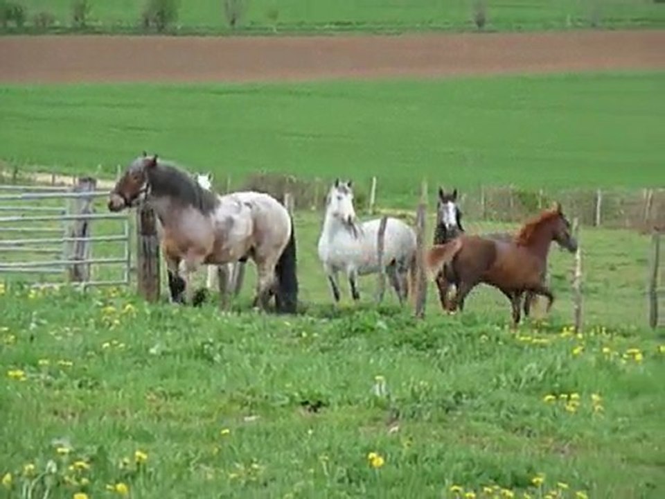 Venecio du Carel - PRE OC - 11 mois