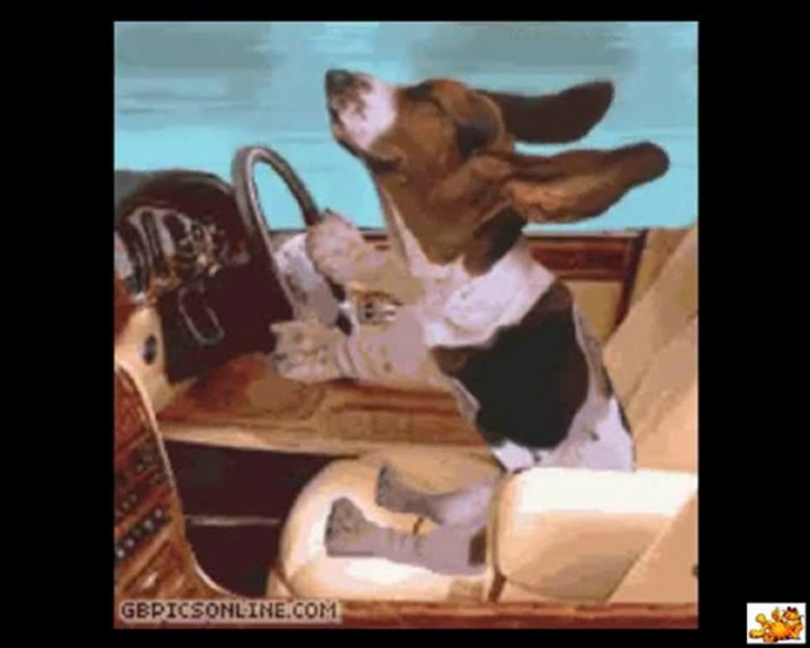 Lustige Gif´s aus dem Internet