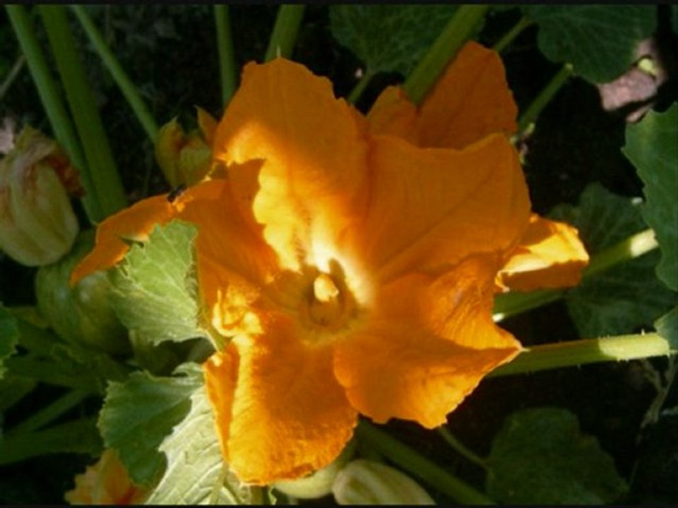A merula  Pigna