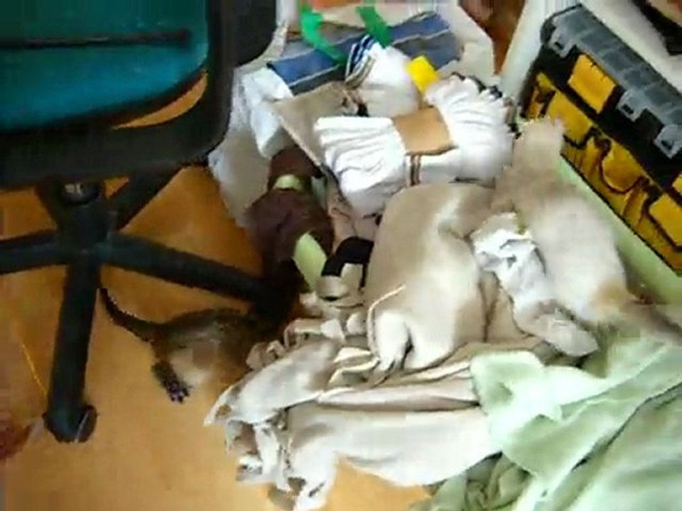 choubaka, padmé et angelo