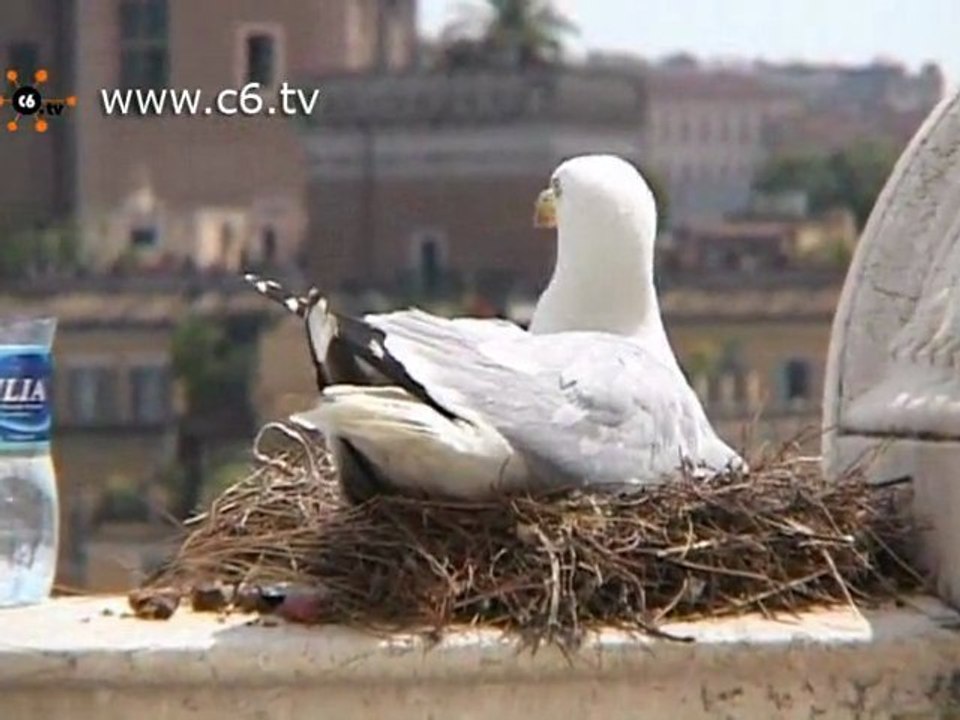 Salvata Lella.... gabbianella del Vittoriano
