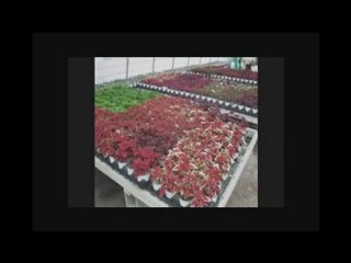 BUFFALO NEW YORK NY,GARDEN CENTERS BUFFALO NEW YORK ...