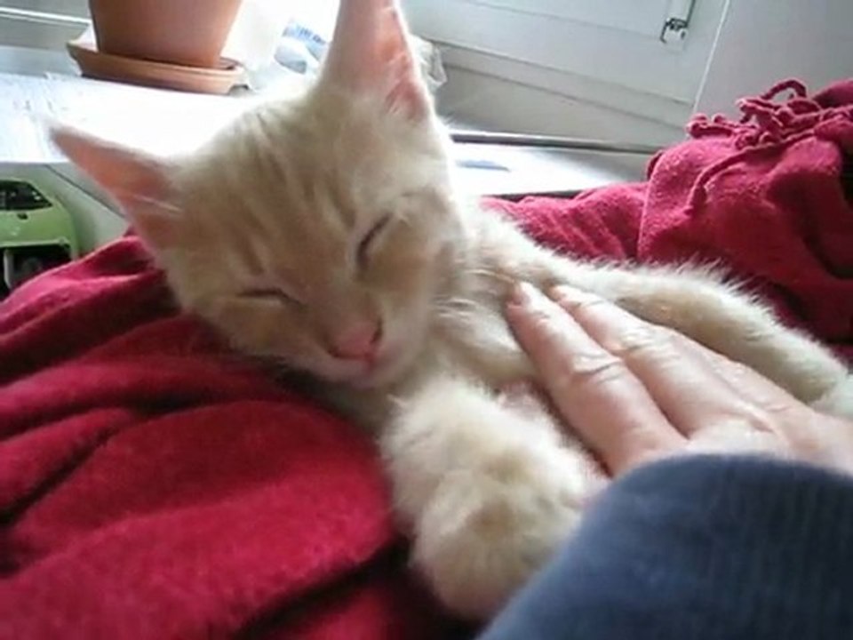 Chaton Yumi, câlin et ronron