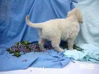 Golden retriever pups beschikbaar 07-05-2010