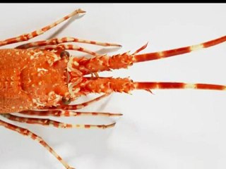 Les Croisières Paquet : Côté Cuisine