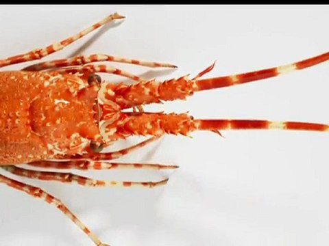 Les Croisières Paquet : Côté Cuisine