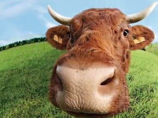 Le Salon International de l'Agriculture 2010