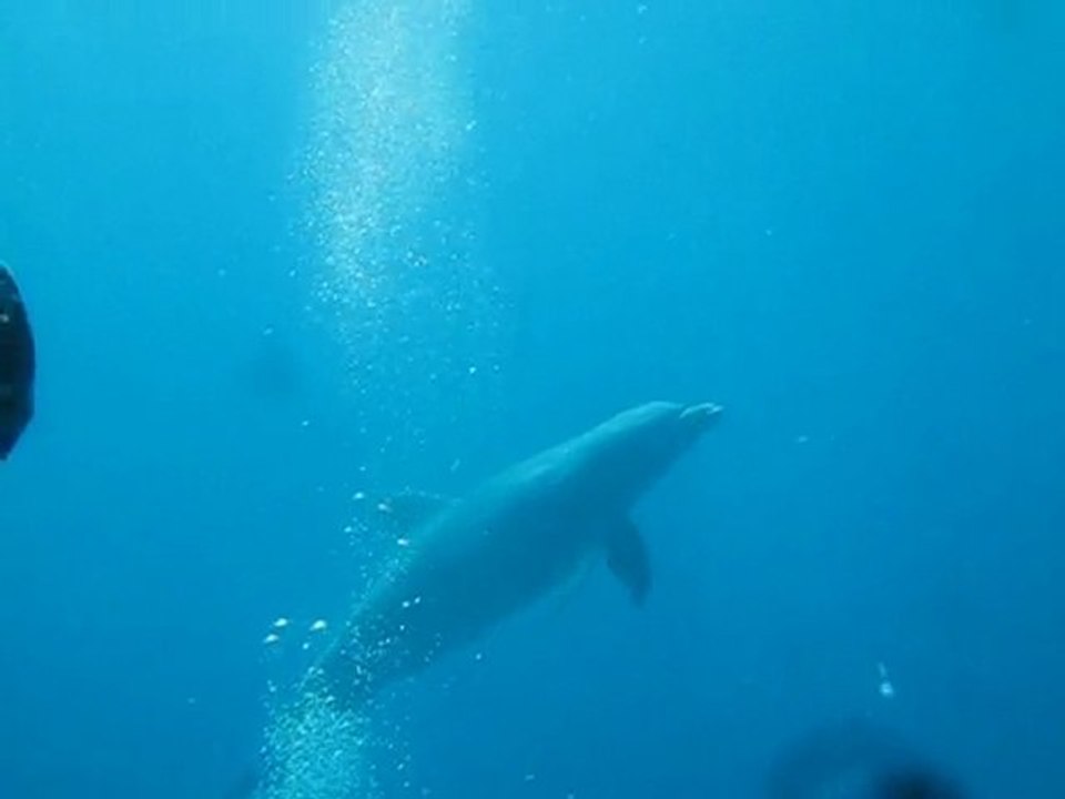 dauphins en guadeloupe