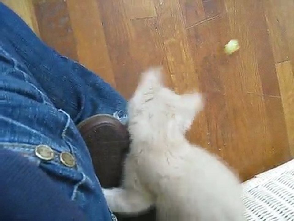 Chaton Yumi qui joue