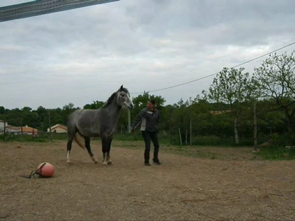 rebel de cirque version 2!