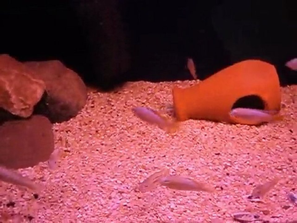 Polit ve Red Dorsal 4-5 cm