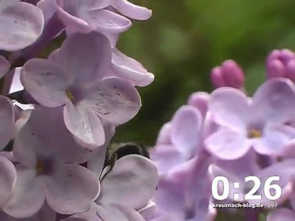 Frühling | XAEON - Videoprojekt