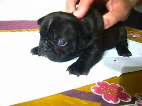 chiot bouledogue français