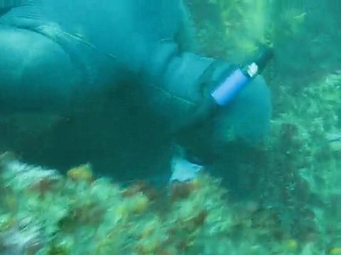 Chasse sous marine tir sur royale