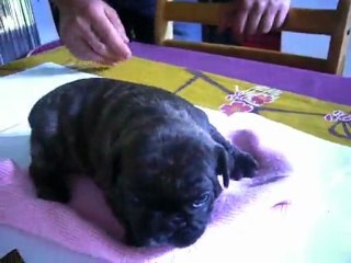 chiot bouledogue français