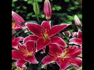 Yusuf İpekçi-sultanım var