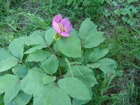 Slayt mahmut Dağı 2010-mayıs