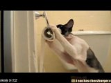 Il gatto che mangia carta igienica