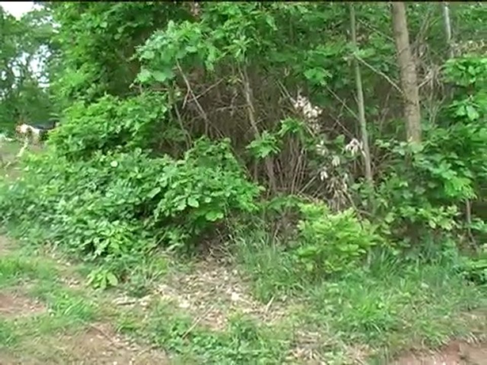 Entraînement de jeunes chiens dans la voie du sanglier