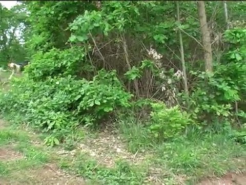 Entraînement de jeunes chiens dans la voie du sanglier