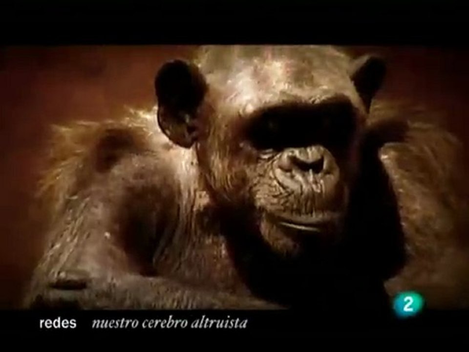 Empatia en animales