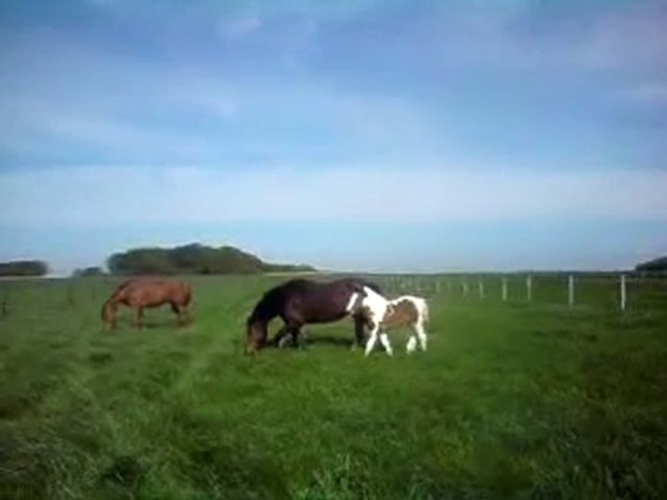 La nouvelle copine des filles