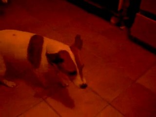 Goudou et Wolfsburg - Jeu de crocs