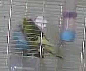 JUMBO ÇİFTİMİN ÇİFTLEŞME VİDEOSU (SESLİ) 2