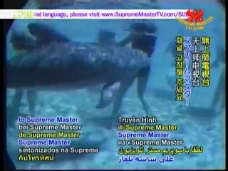 Imprisoned for Life: Marine Mammals in Captivity - P1/2