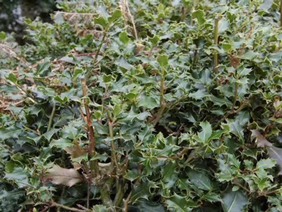 Vacances de Pâques 2010-show0