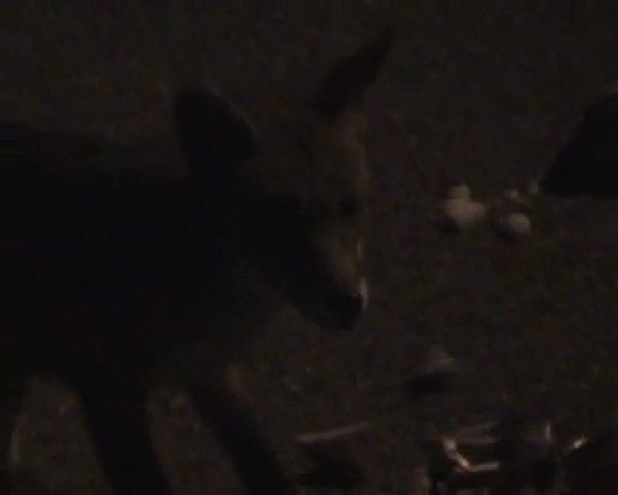 fox