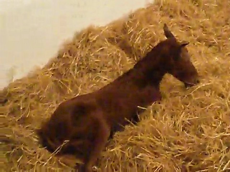 the foal fell down