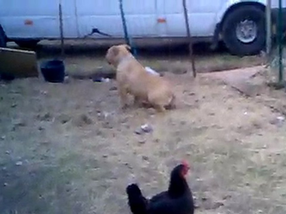 AMSTAFF AVEC POULES