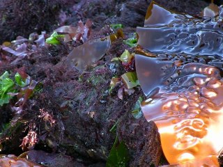 Walking A Sitka Alaska Beach